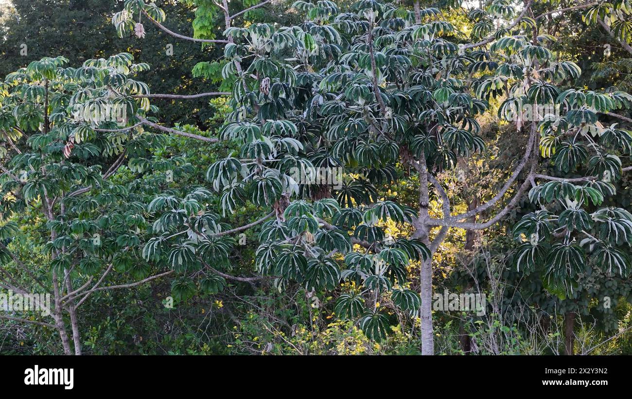 Pumpwood plant leaves of the genus Cecropia Stock Photo