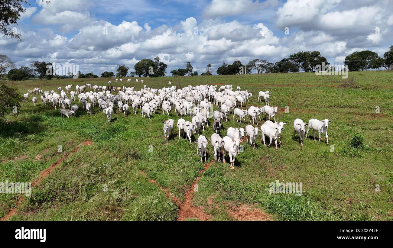 Cattle ranch brazil aerial hi-res stock photography and images - Alamy