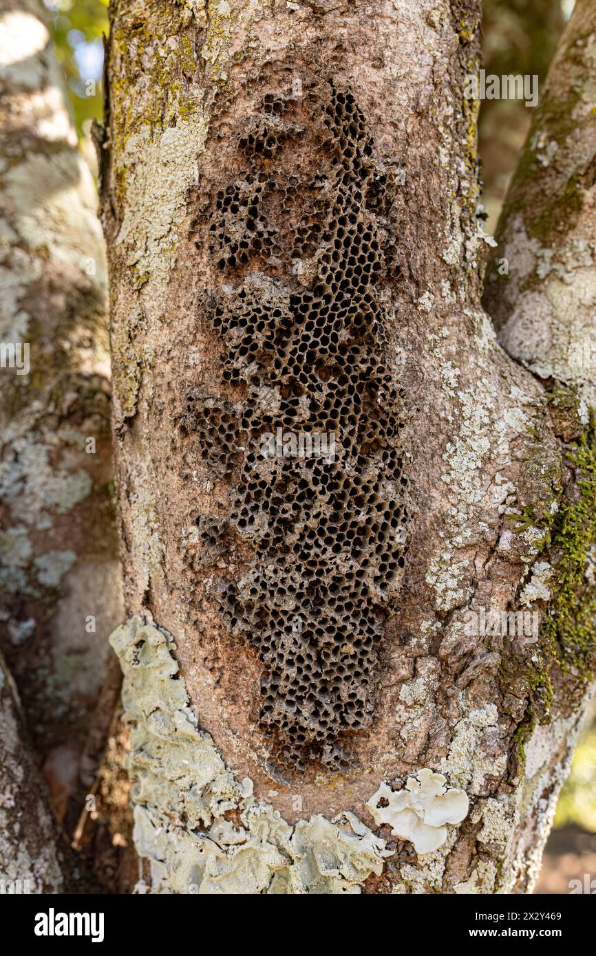 Paper Wasps Old Nest of the Subfamily Polistinae on a trunk Stock Photo