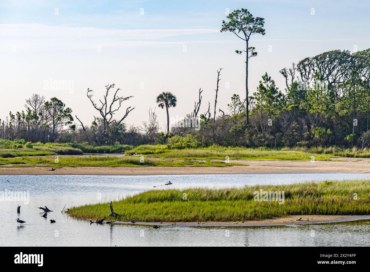 Spoonbill Pond at Boneyard Beach on the north end of Big Talbot Island (just across from Amelia Island) in Jacksonville, Florida. (USA) Stock Photo