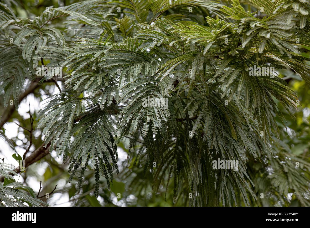 green leaves of angiosperm tree with selective focus Stock Photo