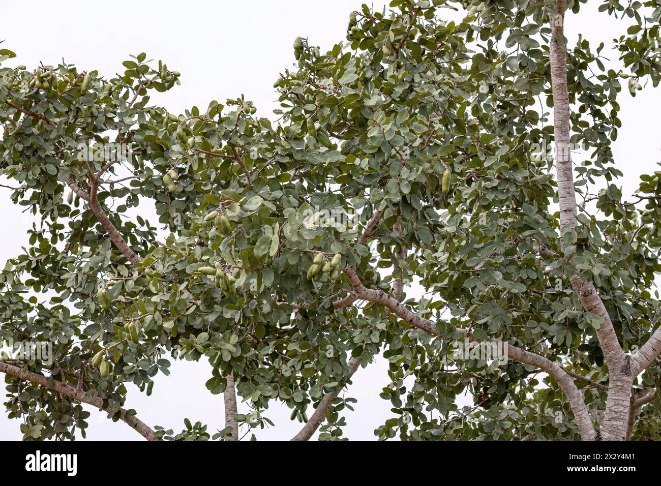 Hymenaea courbaril jatoba tree hi-res stock photography and images - Alamy