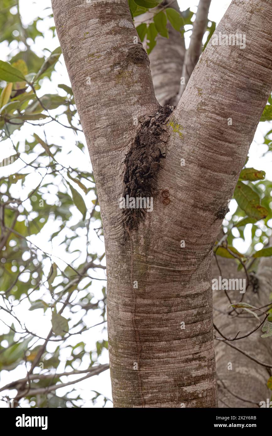 Hymenaea courbaril jatoba tree hi-res stock photography and images - Alamy
