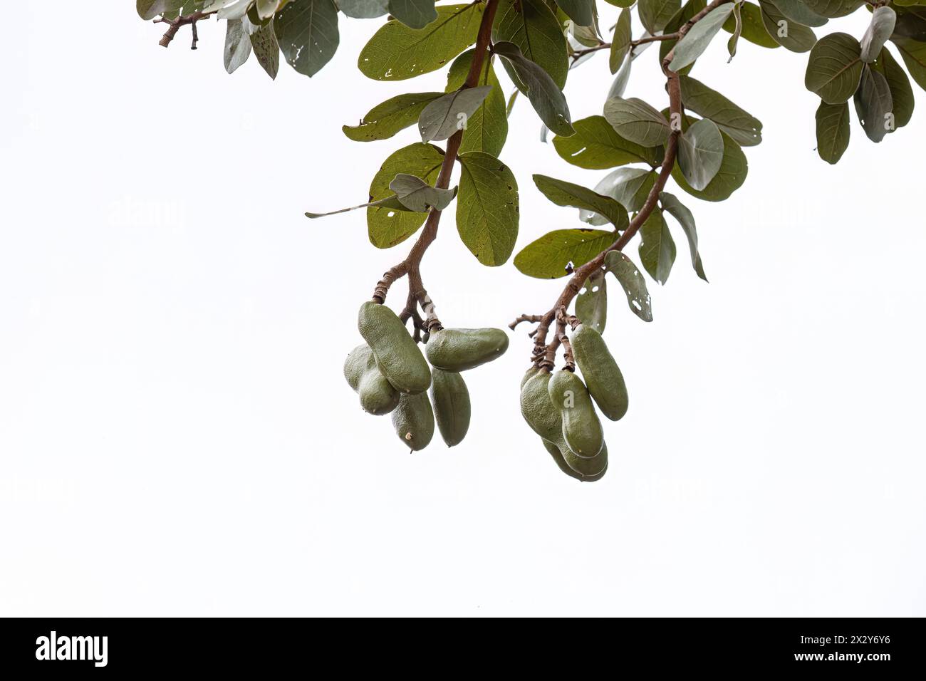 Hymenaea courbaril jatoba tree hi-res stock photography and images - Alamy