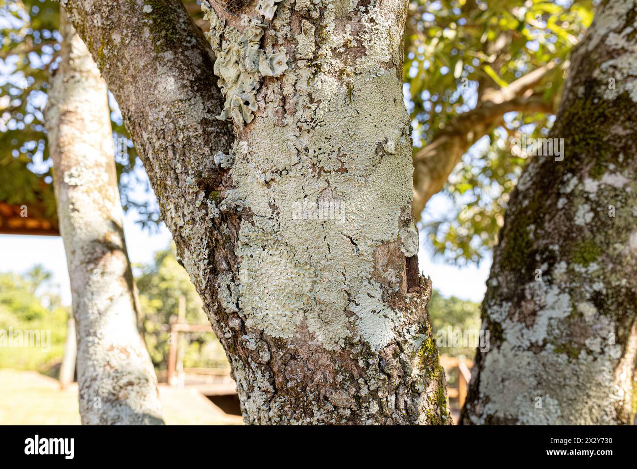 White Common Lichens of the Class Lecanoromycetes on a Licania Tomentosa Tree Trunk Stock Photo