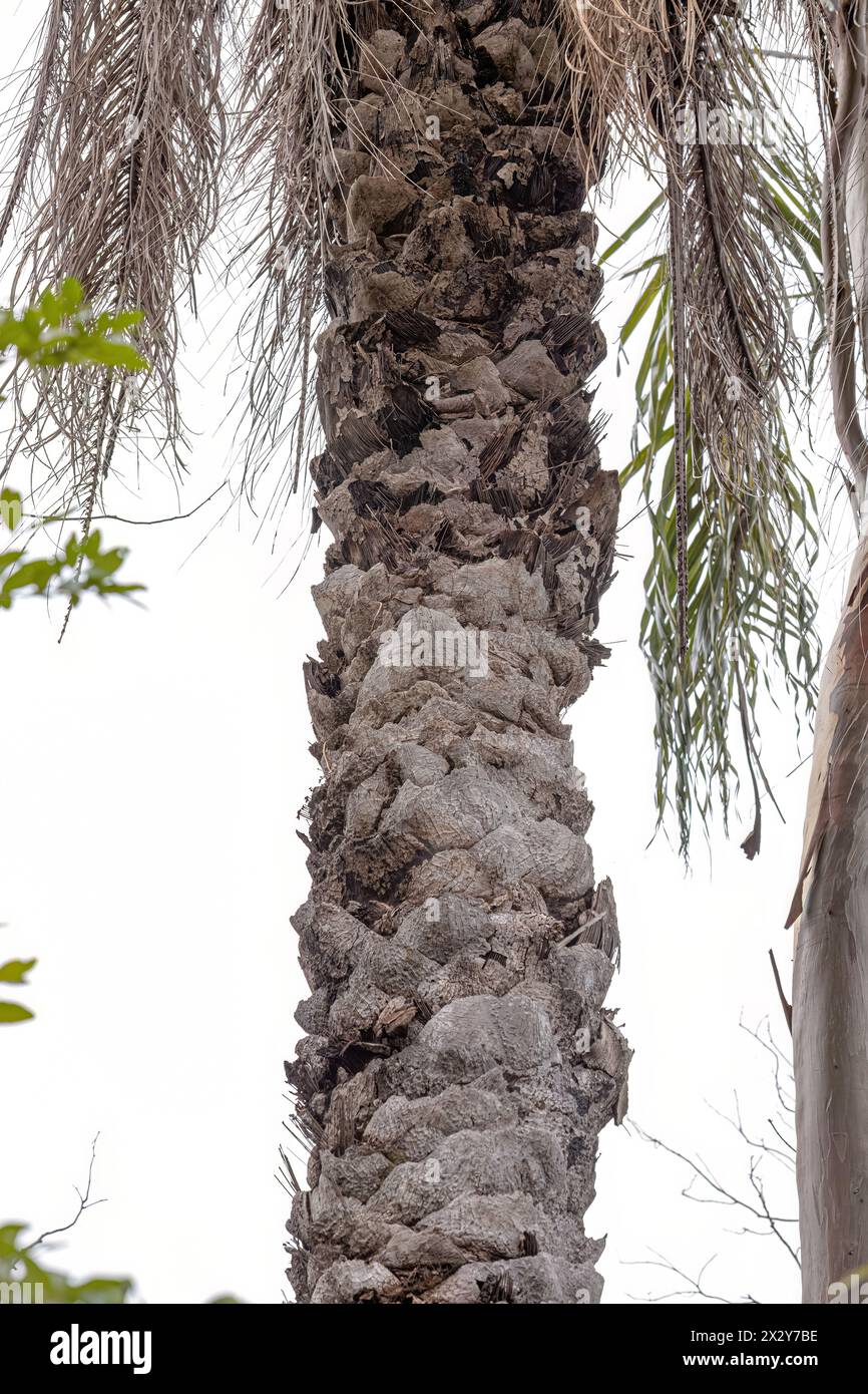 Macaw Palm Tree of the species Acrocomia aculeata Stock Photo - Alamy