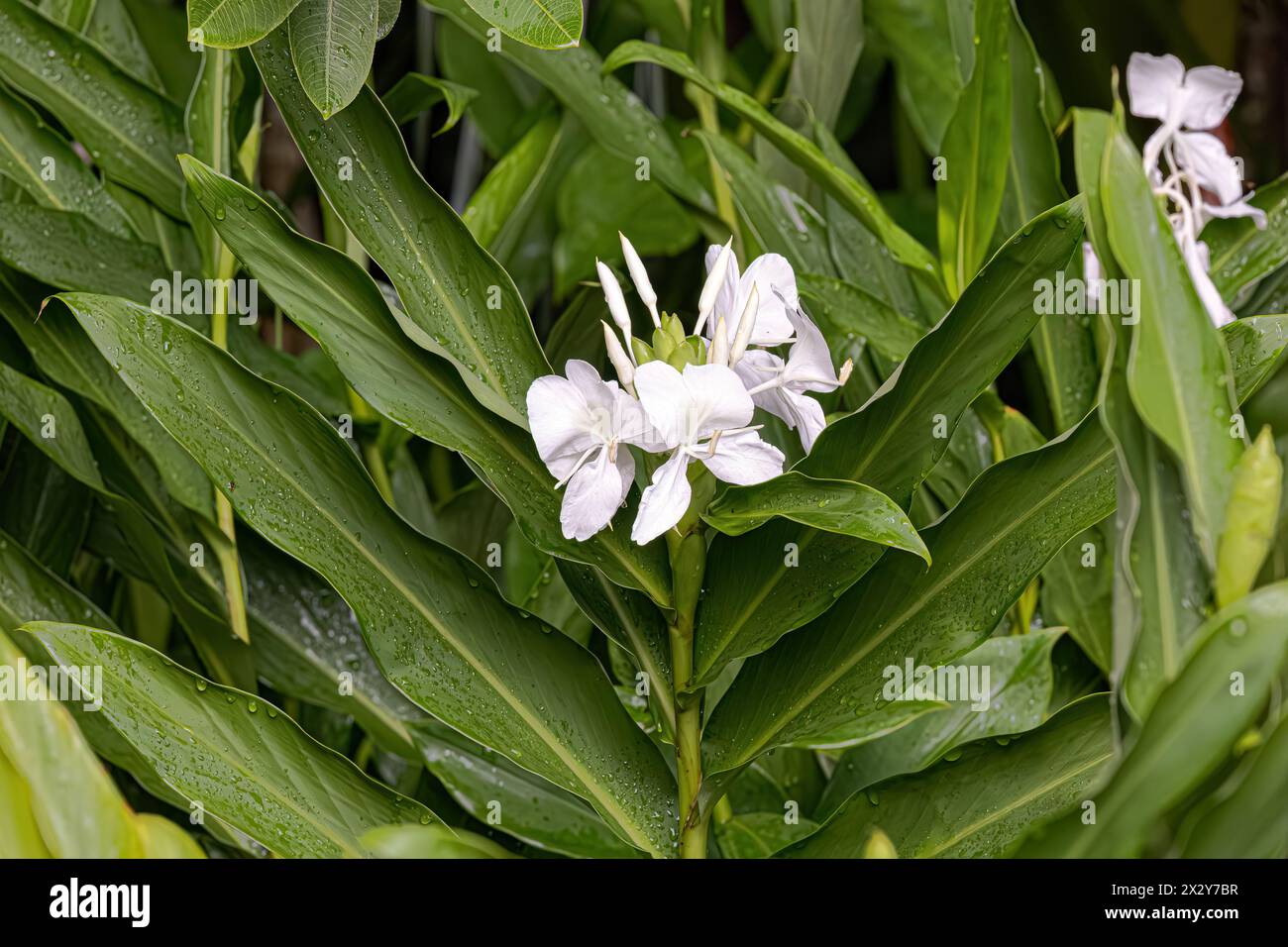 White Ginger Flower Plant of the species Hedychium coronarium Stock Photo