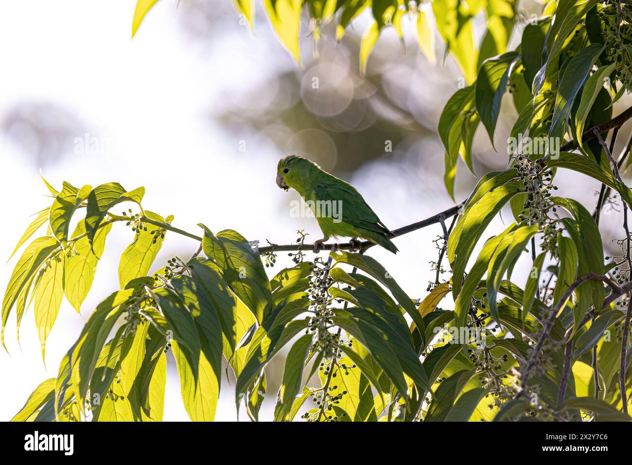 Animal Female Cobalt rumped Parrotlet Bird of the species Forpus xanthopterygius Stock Photo