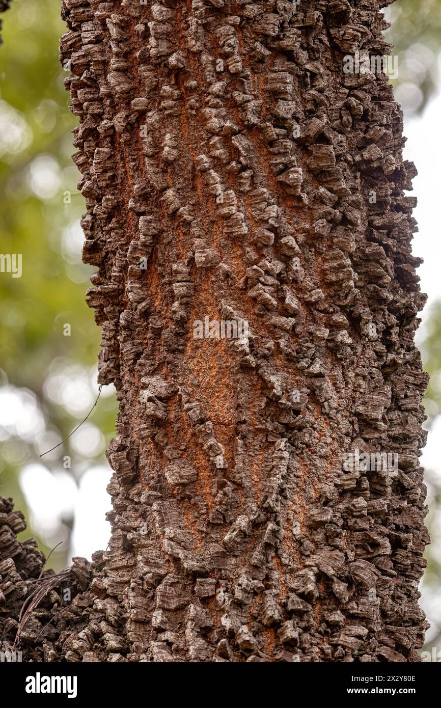 textured trunk of angiosperm tree with selective focus Stock Photo