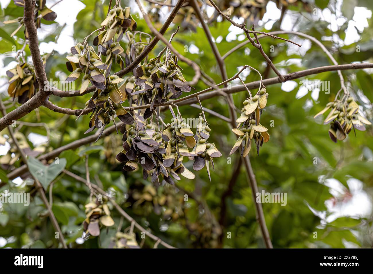 Machaeriums Plant Seeds of the Genus Machaerium Stock Photo