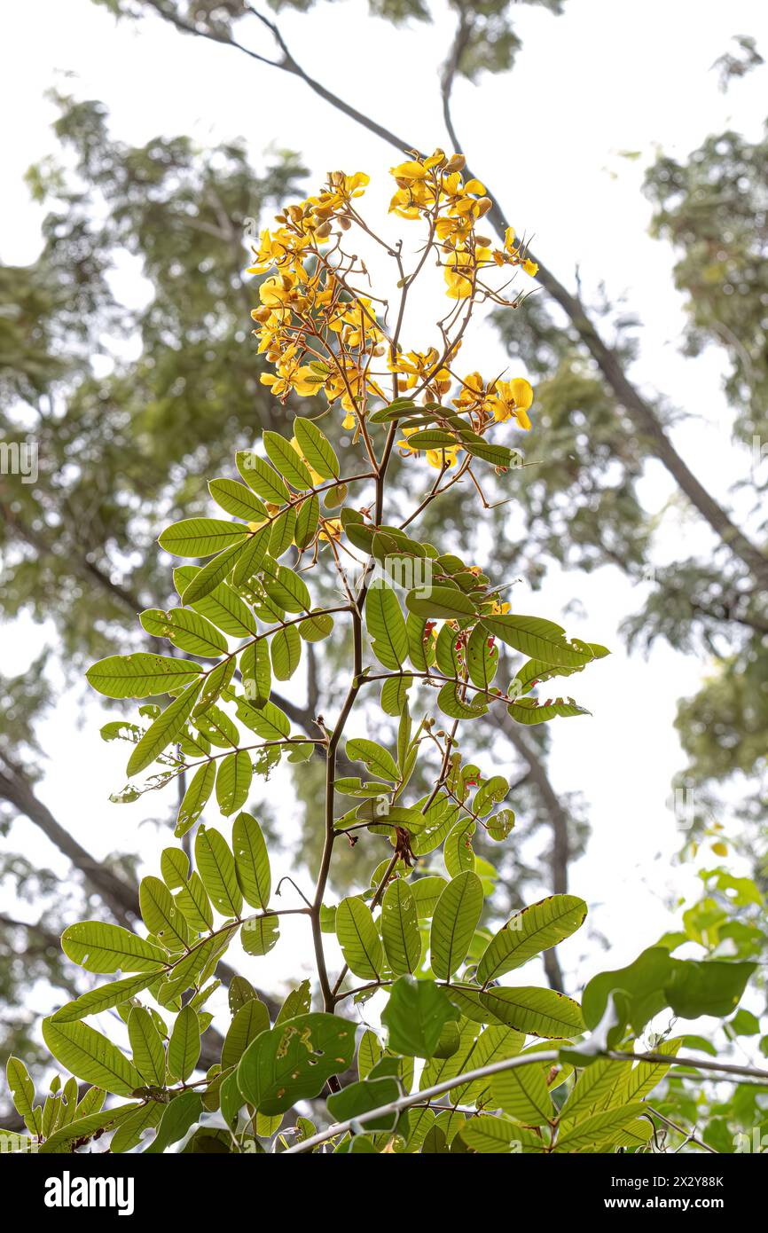 Small Yellow Flowering Plant of the genus Senna Stock Photo