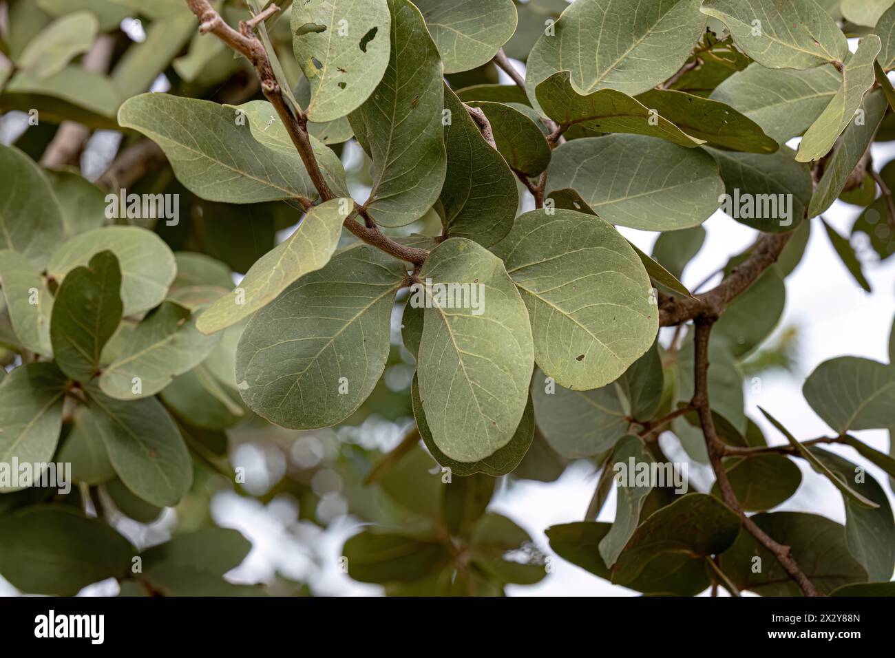 Hymenaea courbaril jatoba tree hi-res stock photography and images - Alamy