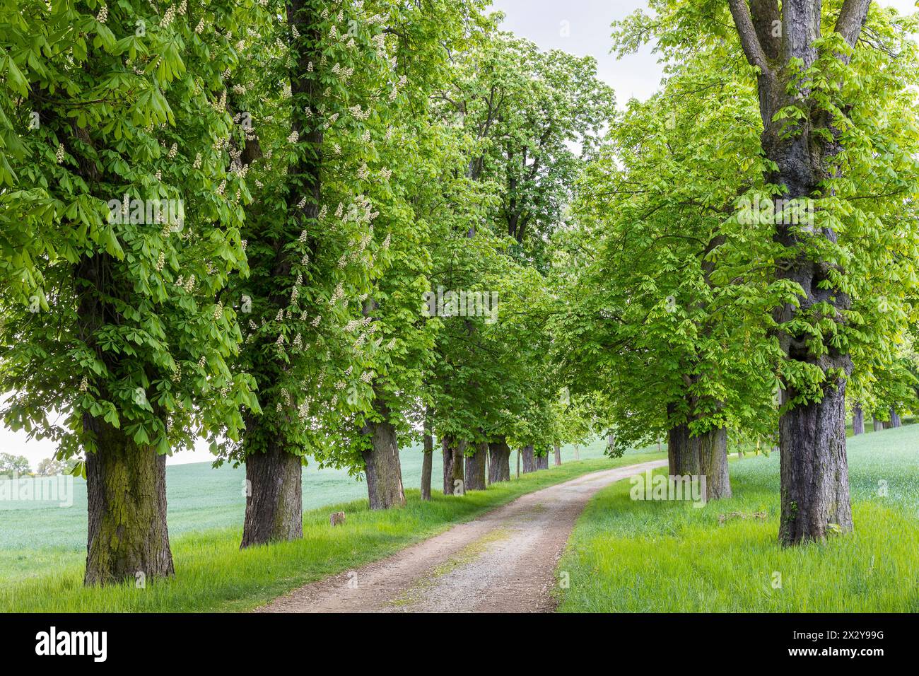 denkmalgeschützte Allee mit alten Bäumen Weißer Rosskastanie Aesculus hippocastanum im Hermsdorf, Ottendorf-Ockrilla, Sachsen, Deutschland *** Listed Stock Photo