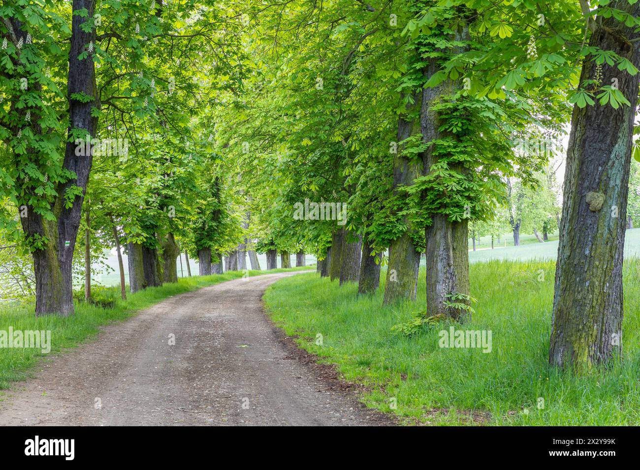 denkmalgeschützte Allee mit alten Bäumen Weißer Rosskastanie Aesculus hippocastanum im Hermsdorf, Ottendorf-Ockrilla, Sachsen, Deutschland *** Listed Stock Photo