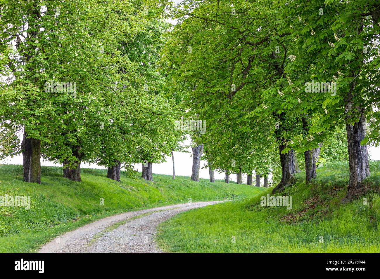 denkmalgeschützte Allee mit alten Bäumen Weißer Rosskastanie Aesculus hippocastanum im Hermsdorf, Ottendorf-Ockrilla, Sachsen, Deutschland *** Listed Stock Photo