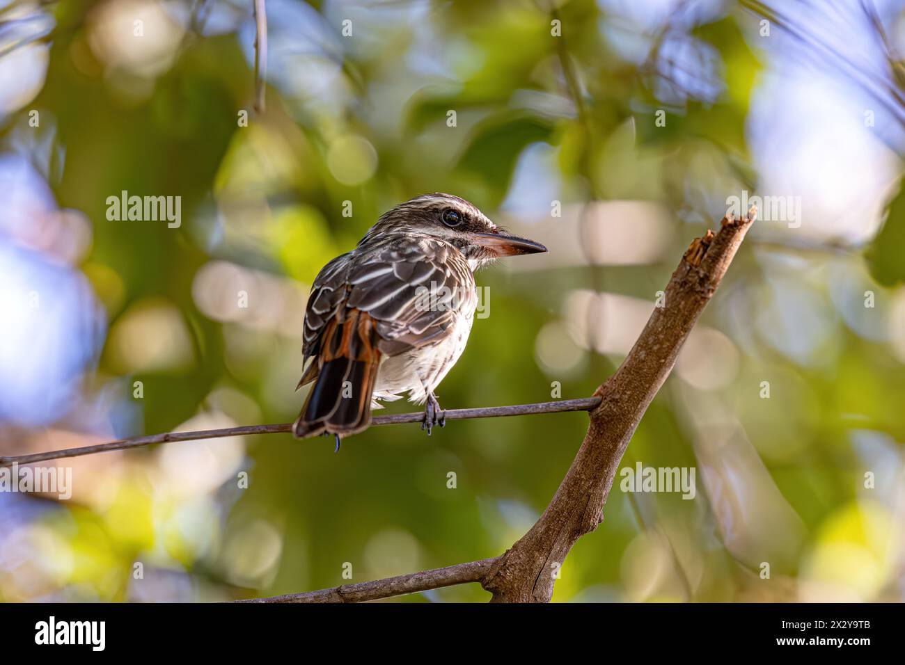 Streaked Flycatcher Bird of the species Myiodynastes maculatus Stock Photo