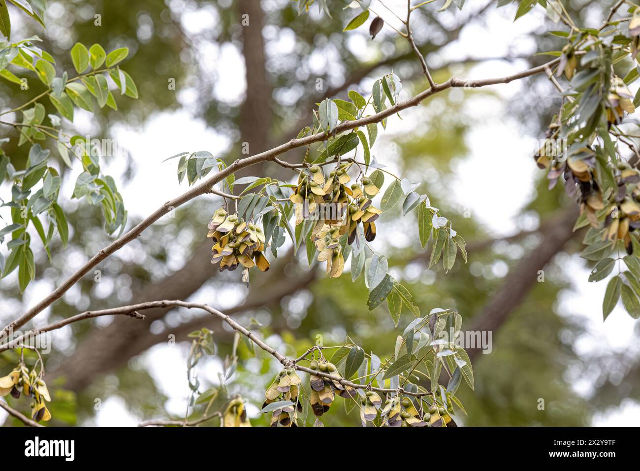 Machaeriums Plant Seeds of the Genus Machaerium Stock Photo