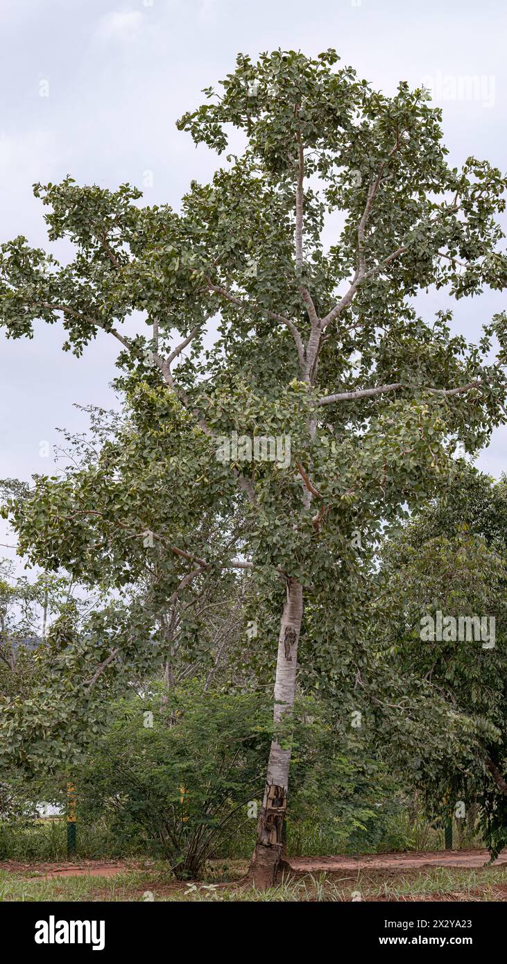 Hymenaea courbaril jatoba tree hi-res stock photography and images - Alamy