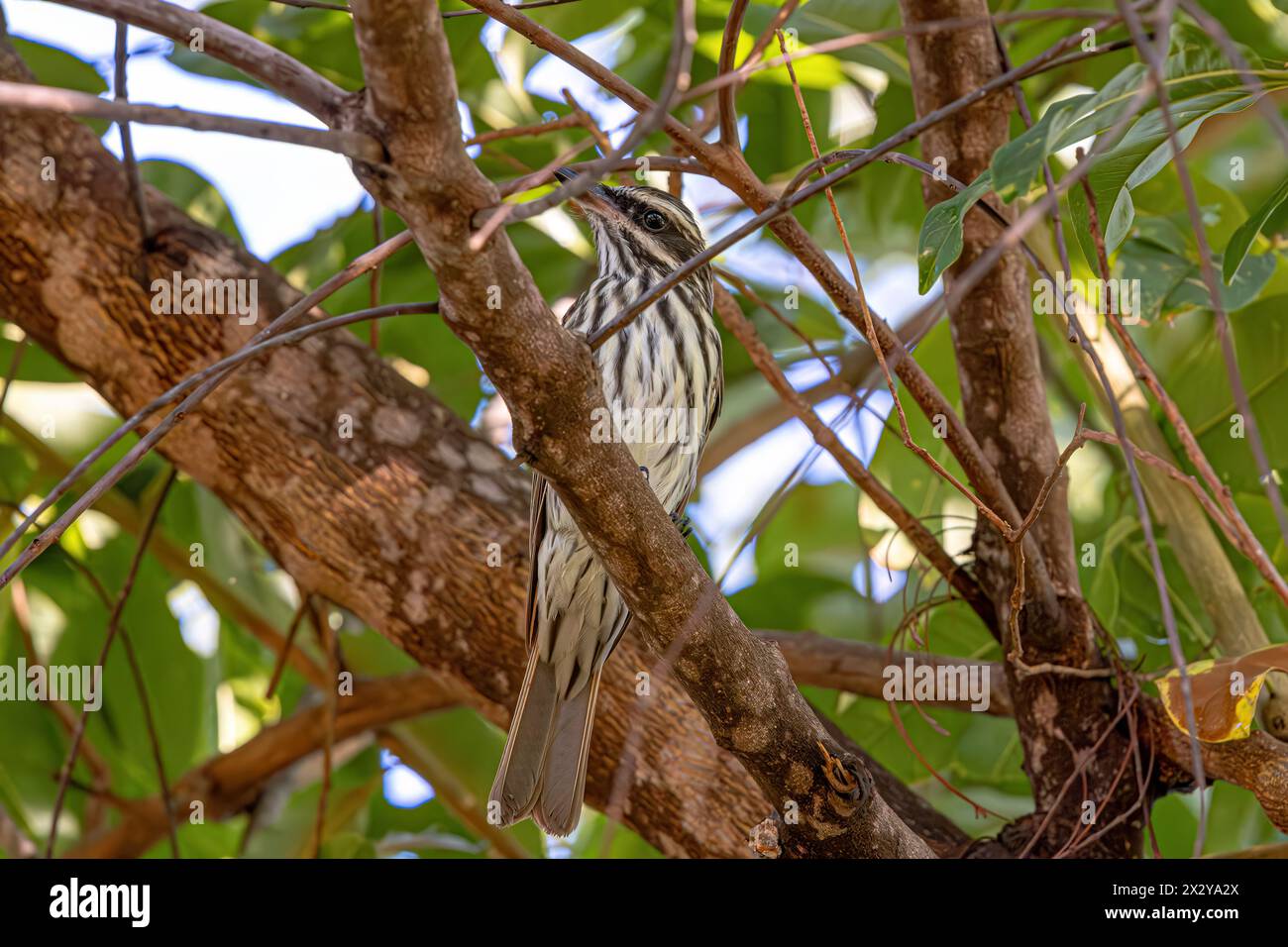 Streaked Flycatcher Bird of the species Myiodynastes maculatus Stock Photo