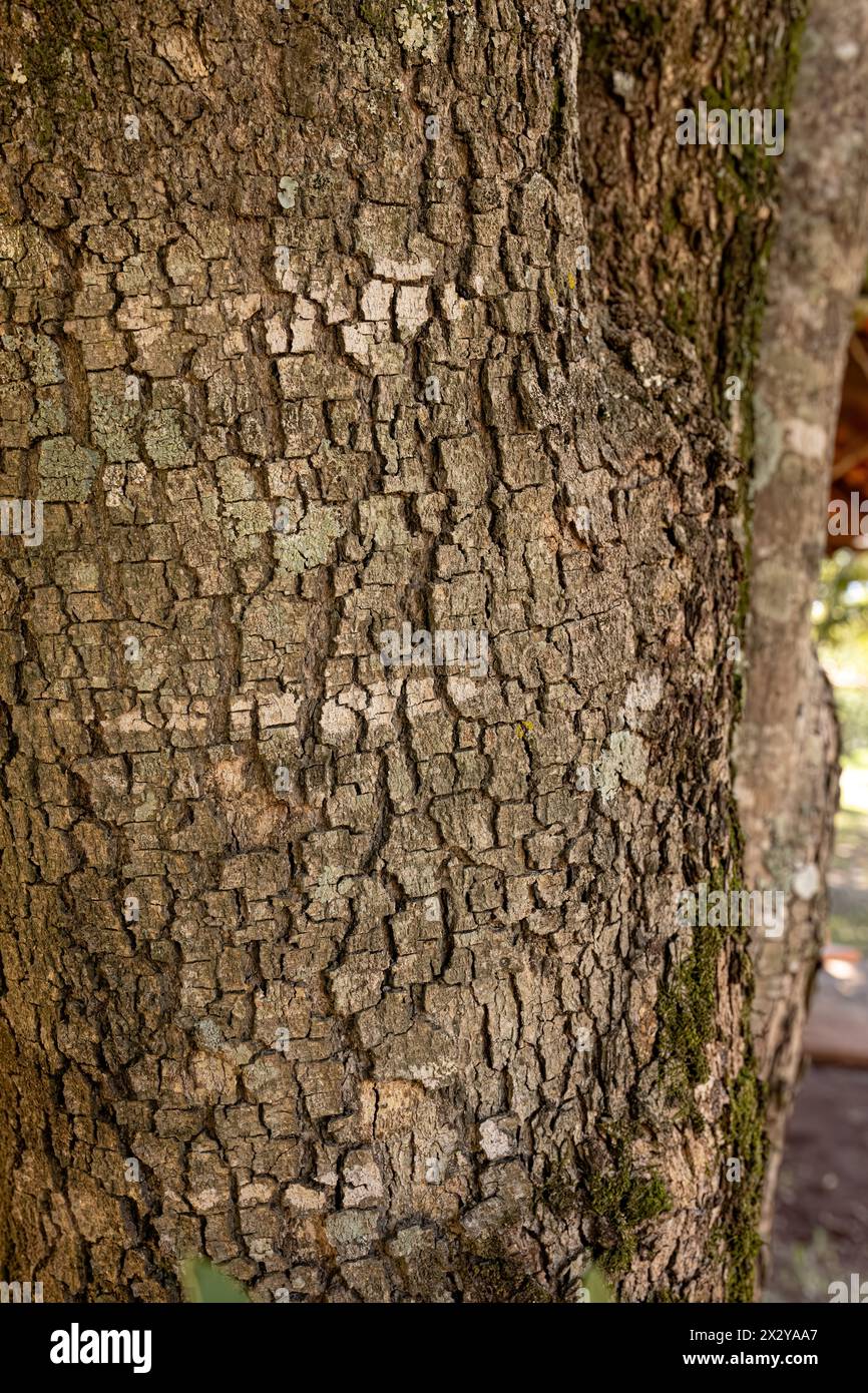 rustic texture of cracked bark of a tree of the Licania Tomentosa species Stock Photo