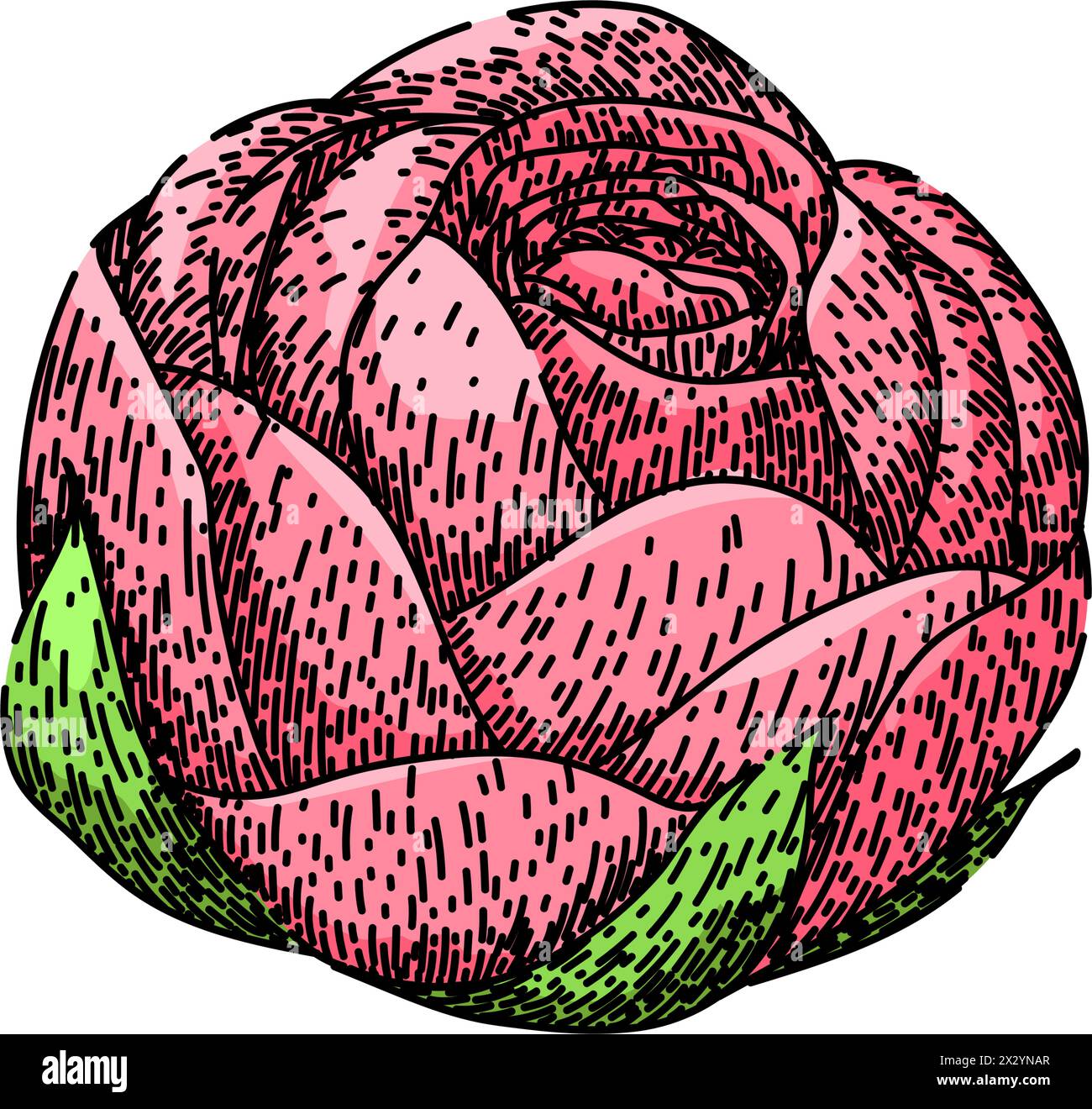 Vector Ranunculus colors ranunculus sketch hand drawn vector Stock Vector Image & Art - Alamy