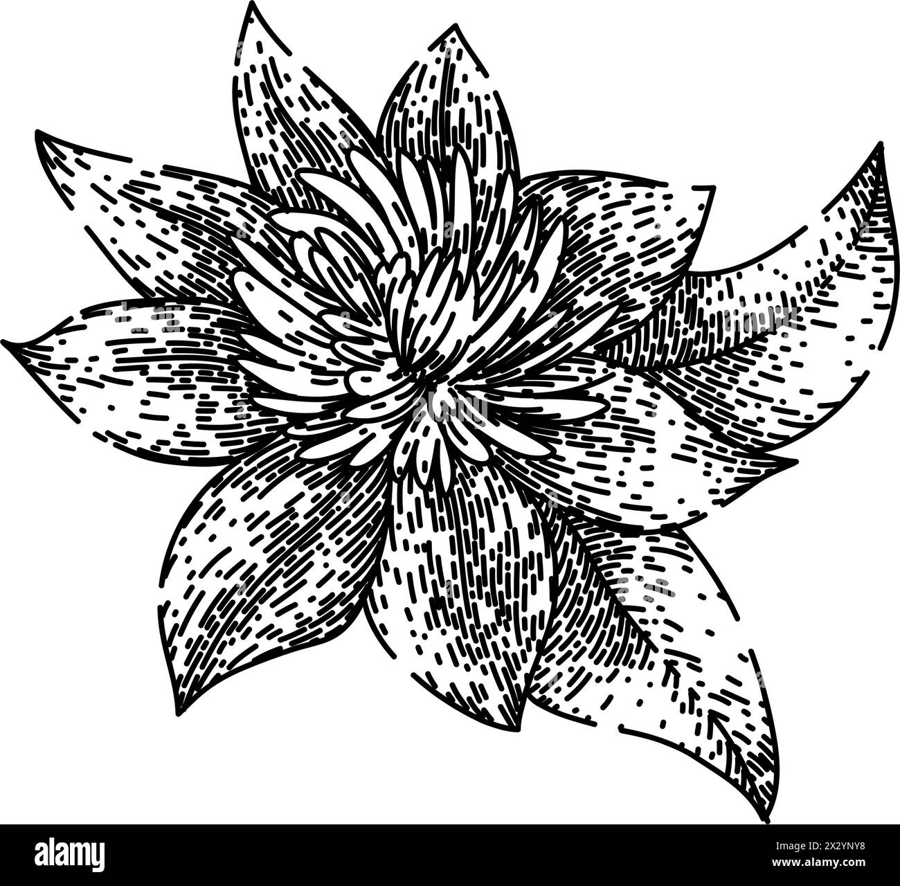vine clematis sketch hand drawn vector Stock Vector Image & Art - Alamy