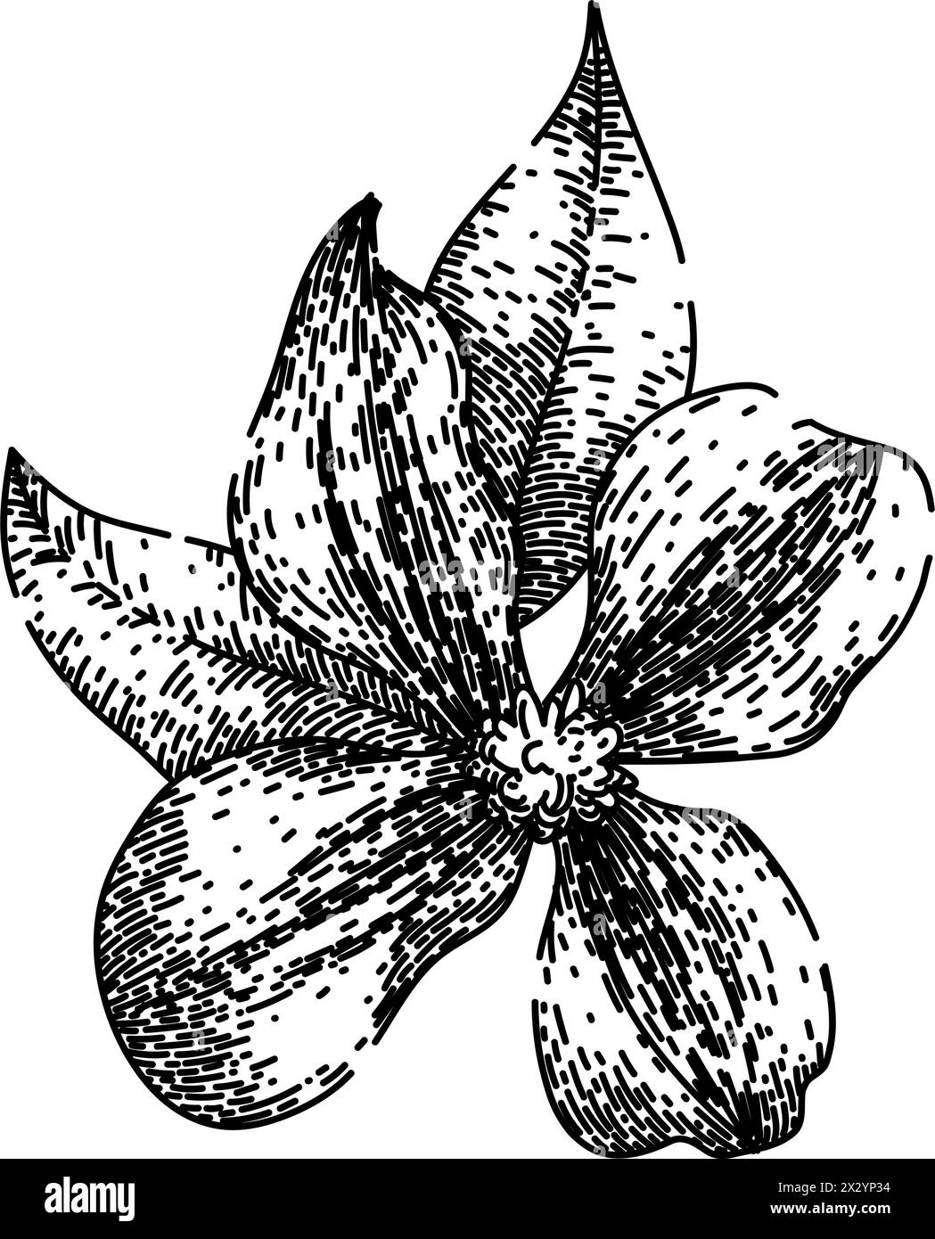 Purple Clematis Sketch Hand Drawn Vector Stock Vector Image Art Alamy purple-clematis-sketch-hand-drawn-vector-stock-vector-image-art-alamy