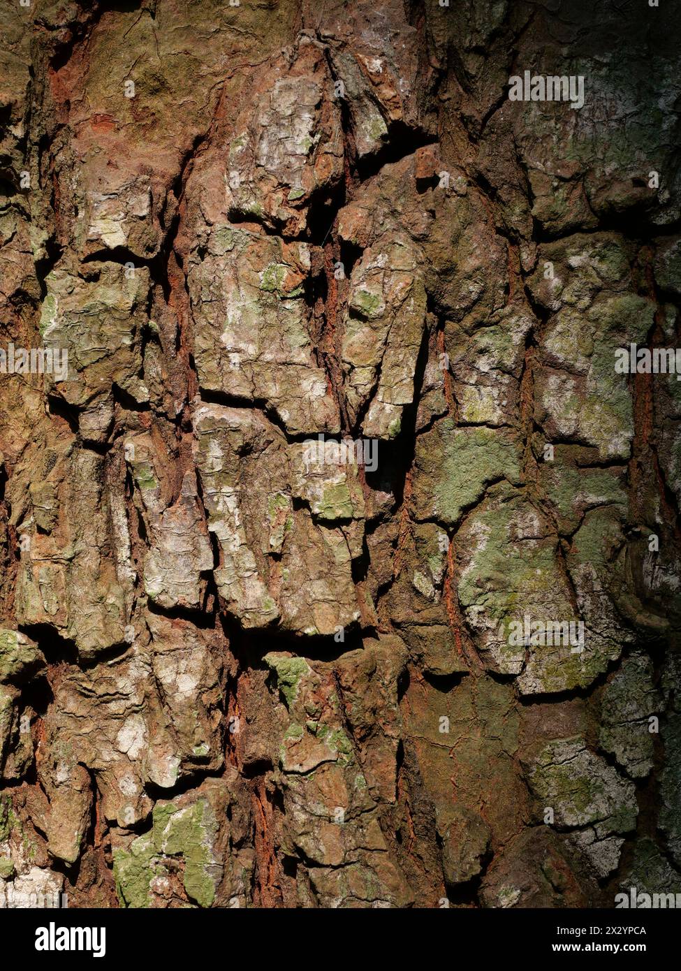Brown with black and gray surface of the tree trunk is broken , Texture for add text or graphic design Stock Photo