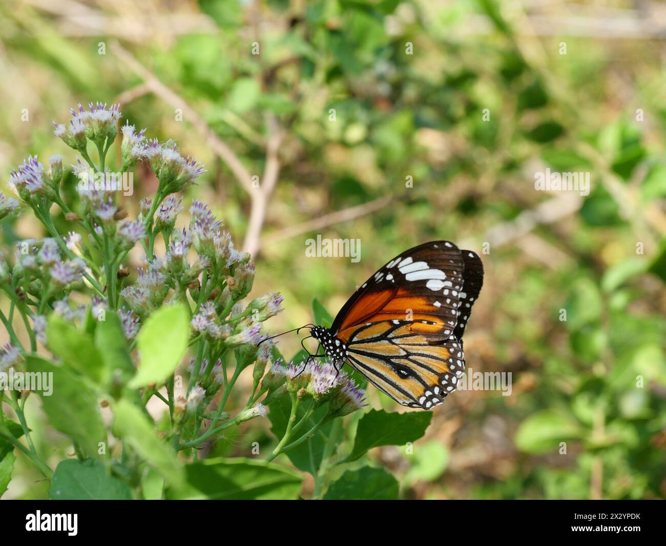 Orange with white and black color pattern on Common Tiger butterfly wing, Monarch butterfly seeking nectar on Bitter bush or Siam weed blossom Stock Photo
