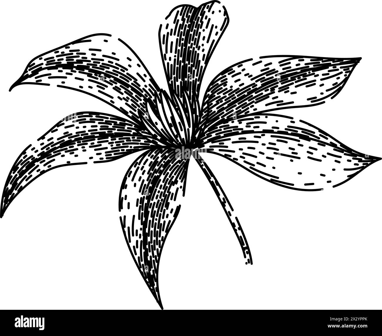 flower clematis sketch hand drawn vector Stock Vector Image & Art - Alamy