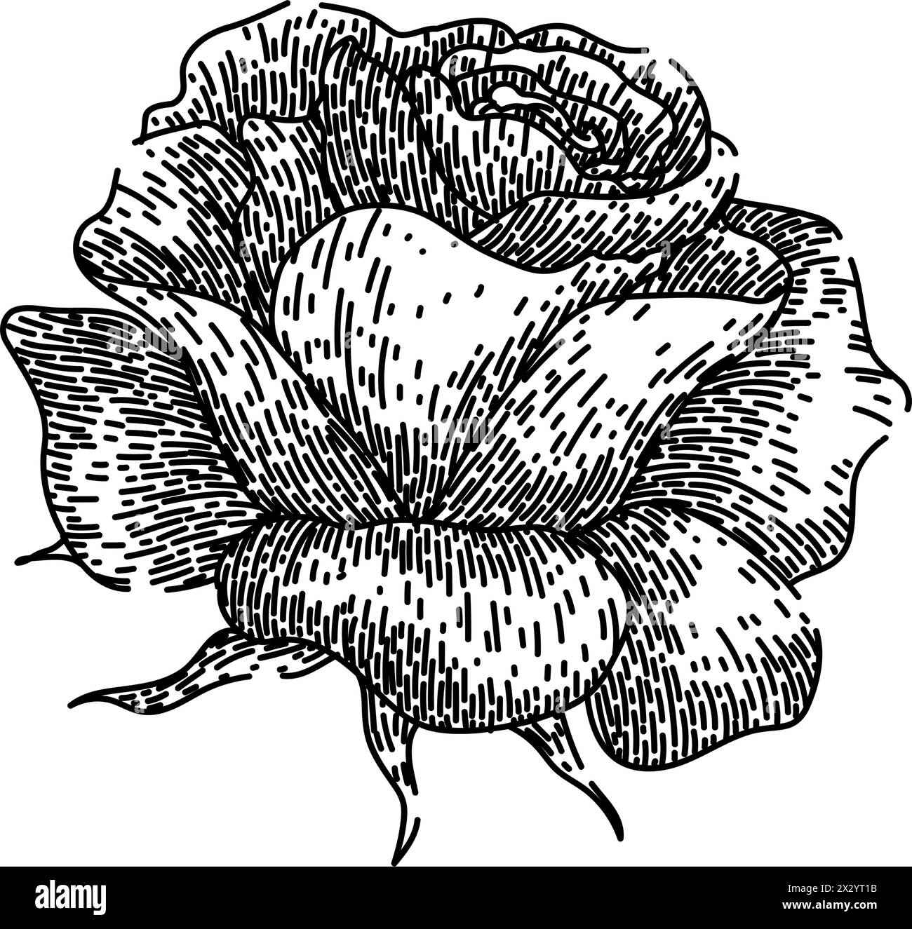 thorns rose sketch hand drawn vector Stock Vector Image & Art - Alamy