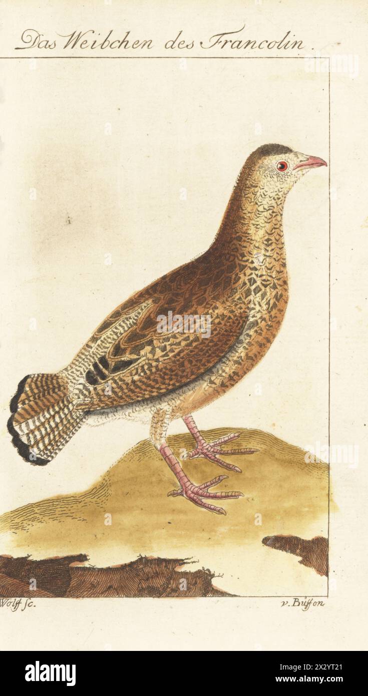 Western black francolin, female, Francolinus francolinus. Das Weibchen des Francolin, Tetrao francolinus. Handcoloured copperplate engraving by Wolff after an illustration by François-Nicolas Martinet from Bernhard Christian Otto’s edition of Comte de Buffon’s Naturgeschichte der Vogel, Natural History of Birds, Ben Joachim Pauli, Berlin, 1777. Stock Photo