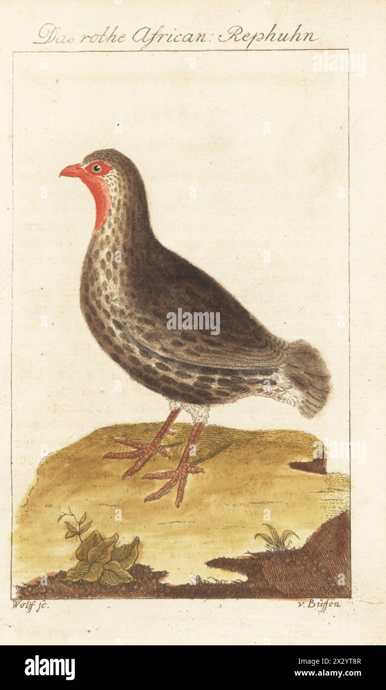 Red-necked spurfowl or red-necked francolin, Pternistis afer.  Das rothe African Rephuhn, Perdrix rouge d'Afrique, La gorge-nue, Perdix nudicollis, Bare-necked partridge, Tetrao nudicollis. Handcoloured copperplate engraving by Wolff after an illustration by François-Nicolas Martinet from Bernhard Christian Otto’s edition of Comte de Buffon’s Naturgeschichte der Vogel, Natural History of Birds, Ben Joachim Pauli, Berlin, 1777. Stock Photo