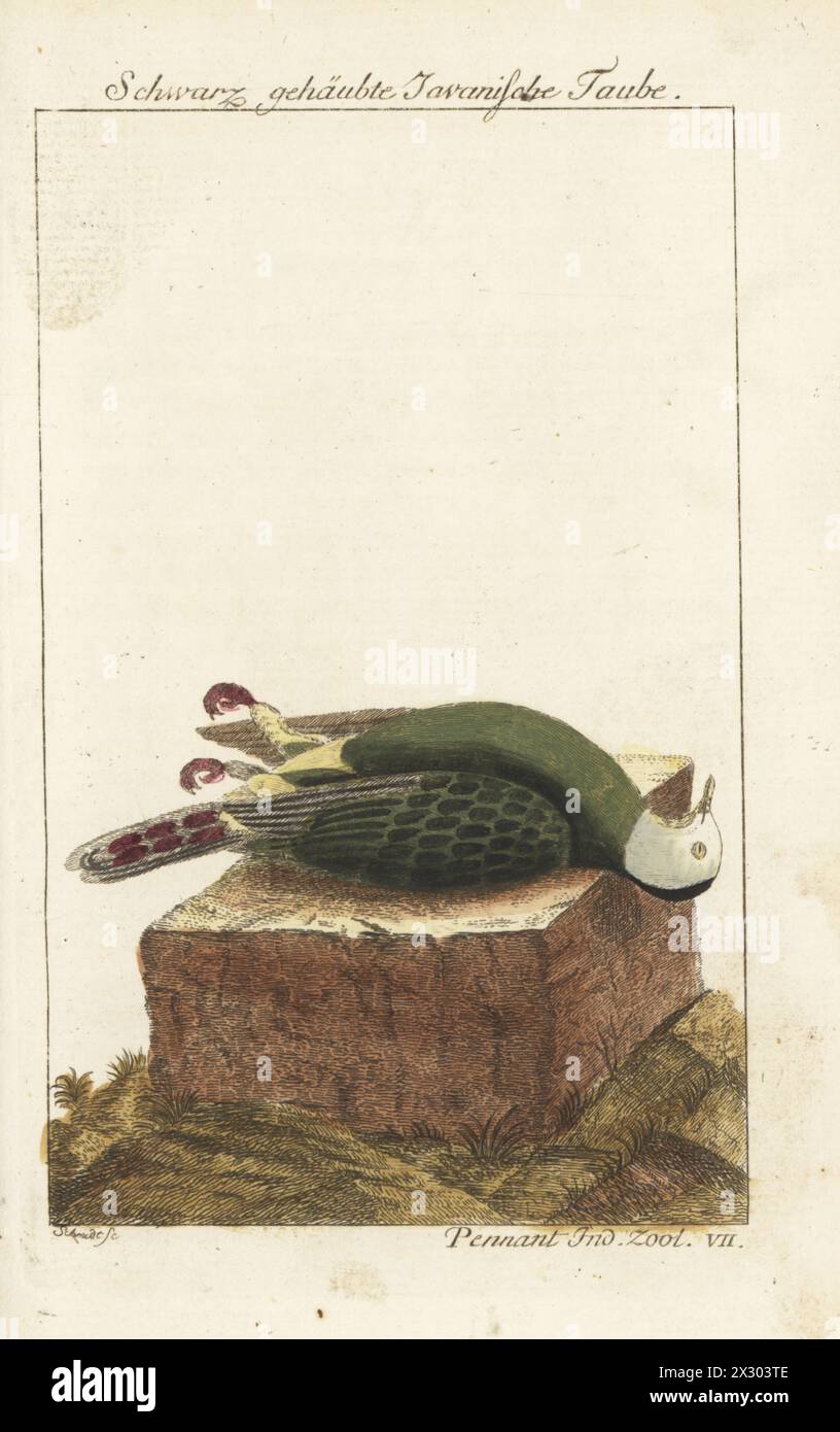 Black-naped fruit dove, Ptilinopus melanospilus. Dead bird lying on a plinth. Native to Indonesia, Malaysia and the Philippines. Schwarz gehaubte Javanische Taube, Colombe Turgris, Columba melanocephala. Handcoloured copperplate engraving by Schmidt after an illustration by Thomas Pennant from Bernhard Christian Otto’s edition of Comte de Buffon’s Naturgeschichte der Vogel, Natural History of Birds, Ben Joachim Pauli, Berlin, 1777. Stock Photo