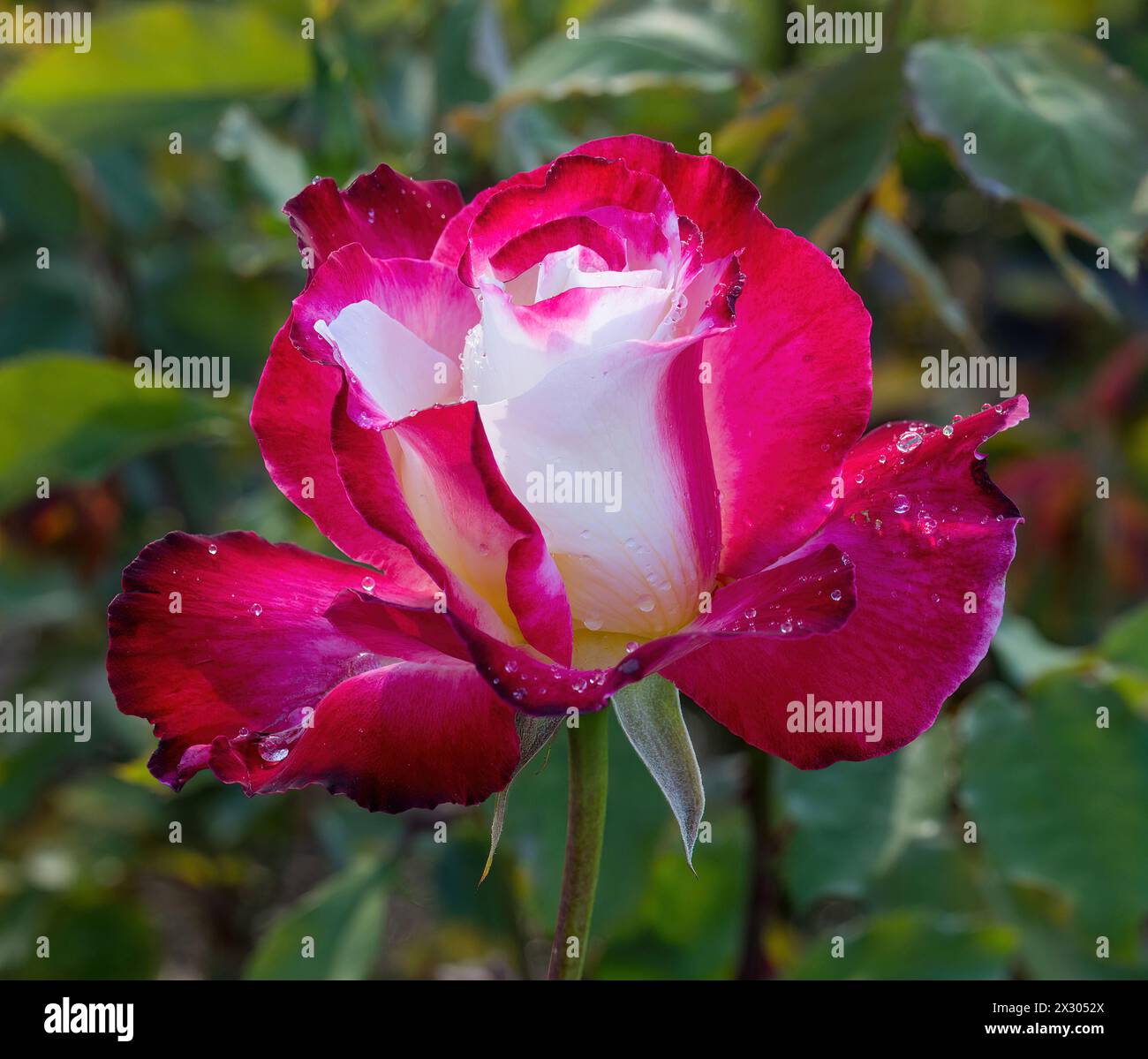 'Double Delight' Hybrid Tea Rose in Bloom. San Jose Municipal Rose Garden, San Jose, California, USA. Stock Photo