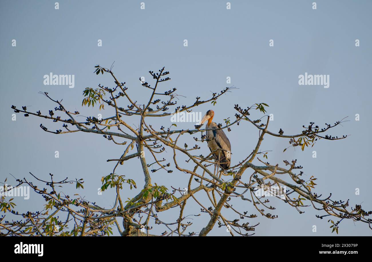 Greater Adjutant stork on a tree Stock Photo