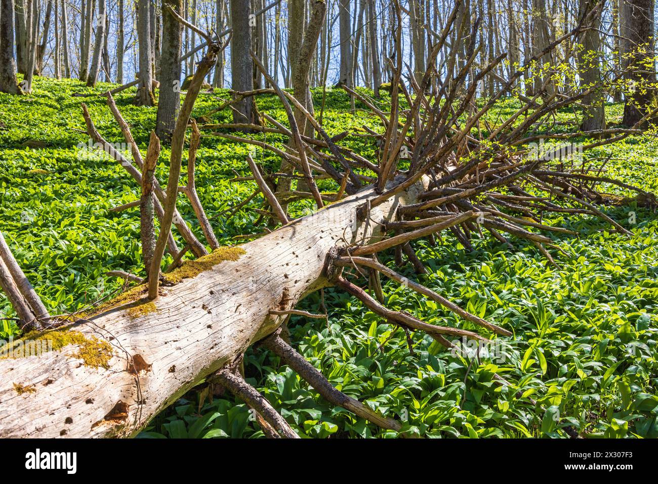 Fallen tree log in a forest with green ramsons leaves at spring Stock Photo