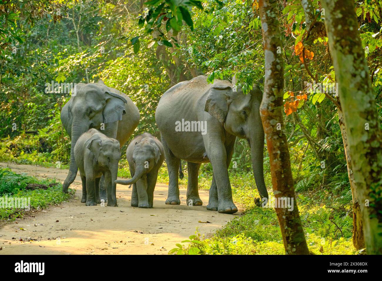 Elephants crossing a safari track Stock Photo