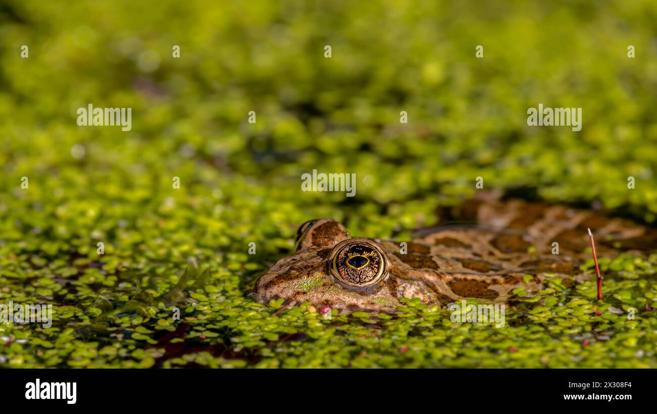 Frog in water. Pool frog swimming. Close-up of Pelophylax lessonae. One European frog. Stock Photo