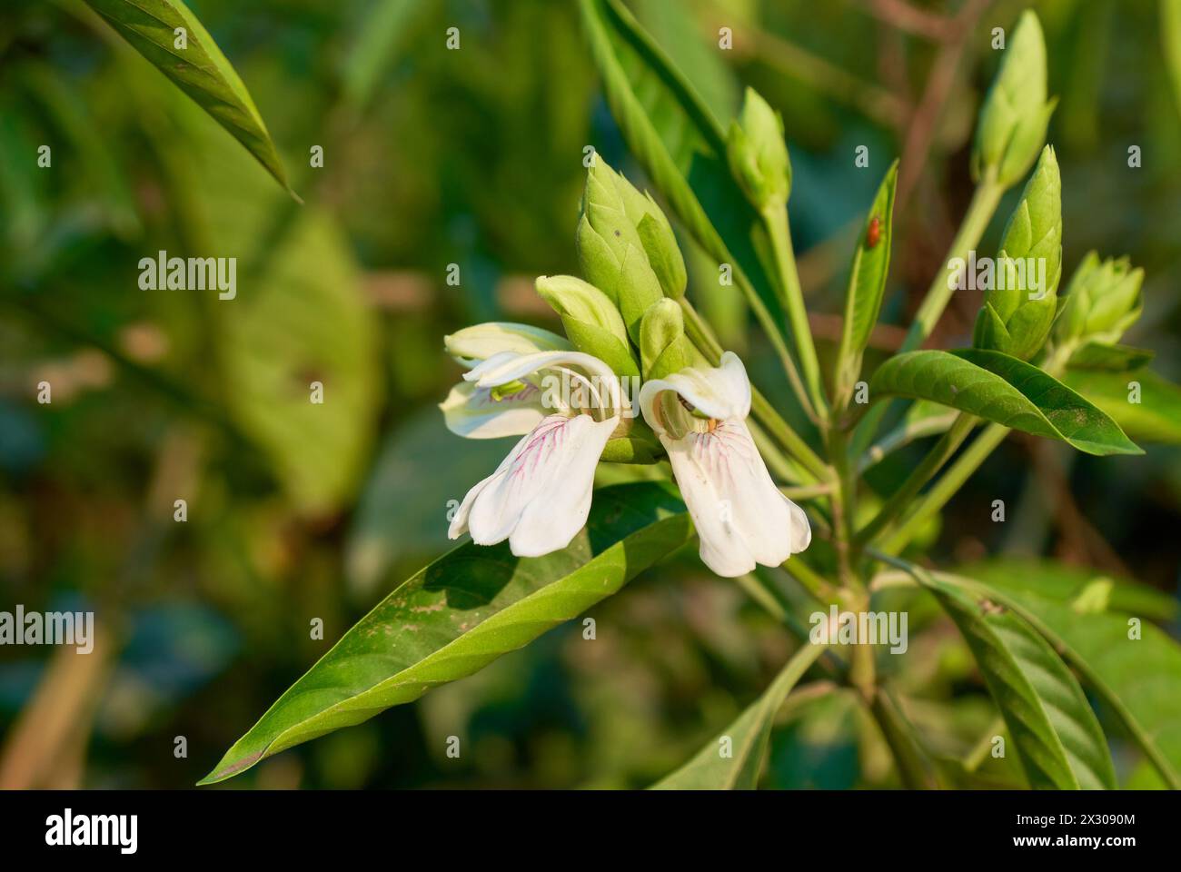 Malabar nut flower Stock Photo