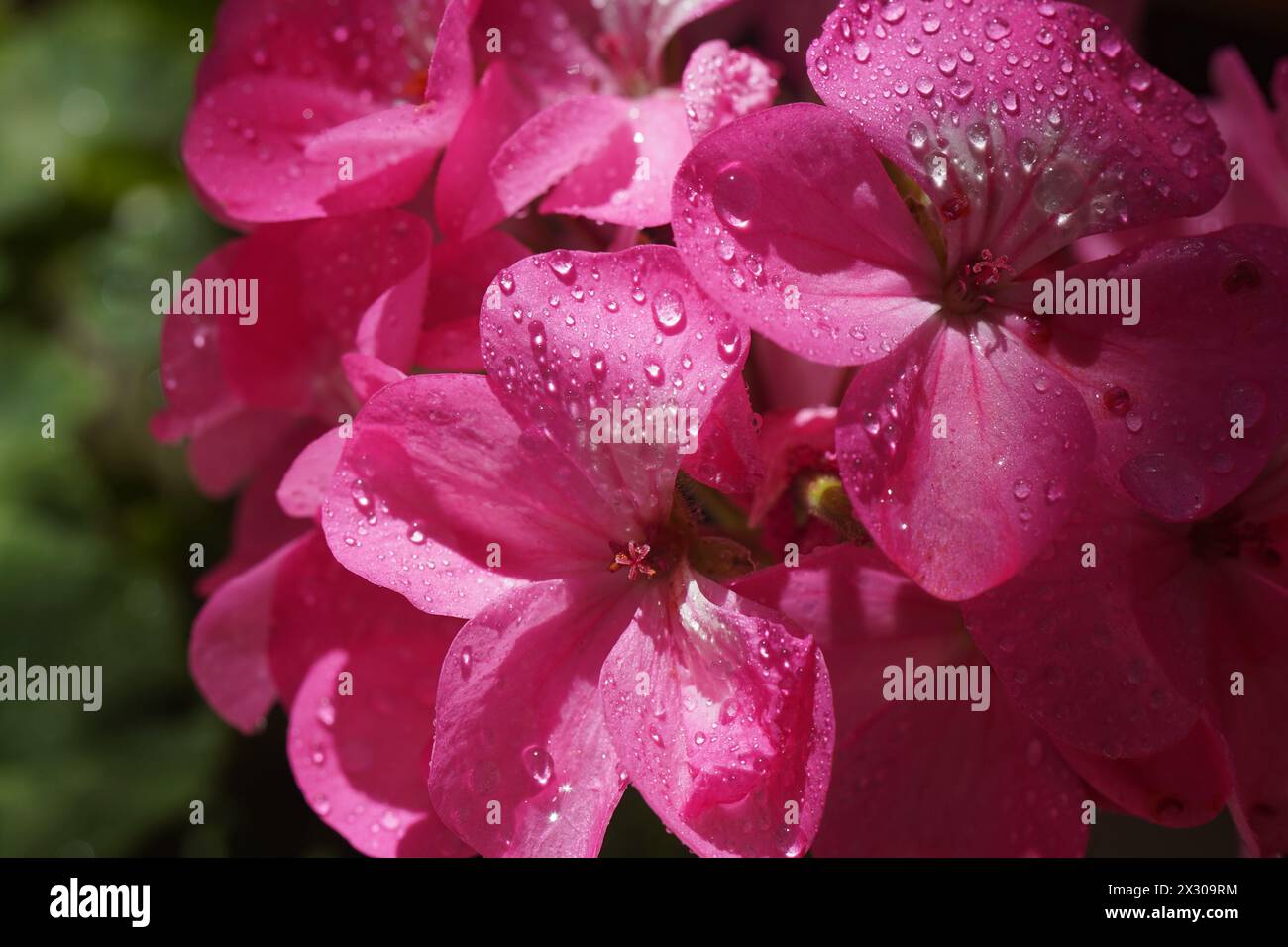 Pink flower of Geranium, Pelargonium, Geraniaceae,close up Stock Photo