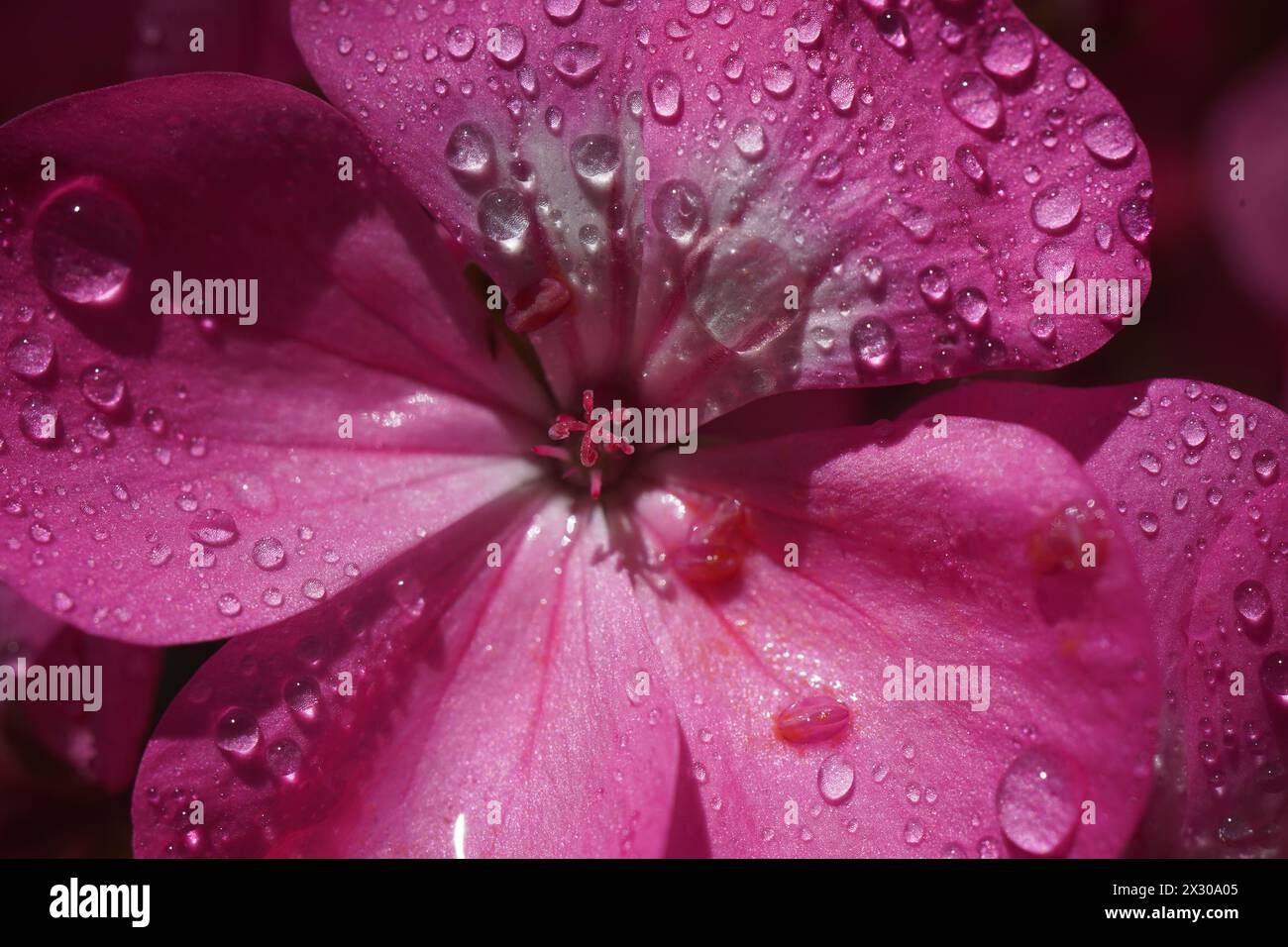 Pink flower of Geranium, Pelargonium, Geraniaceae,close up Stock Photo