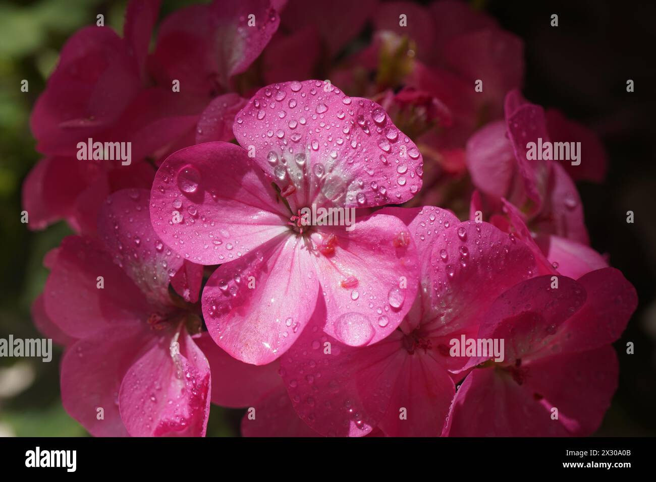 Pink flower of Geranium, Pelargonium, Geraniaceae,close up Stock Photo