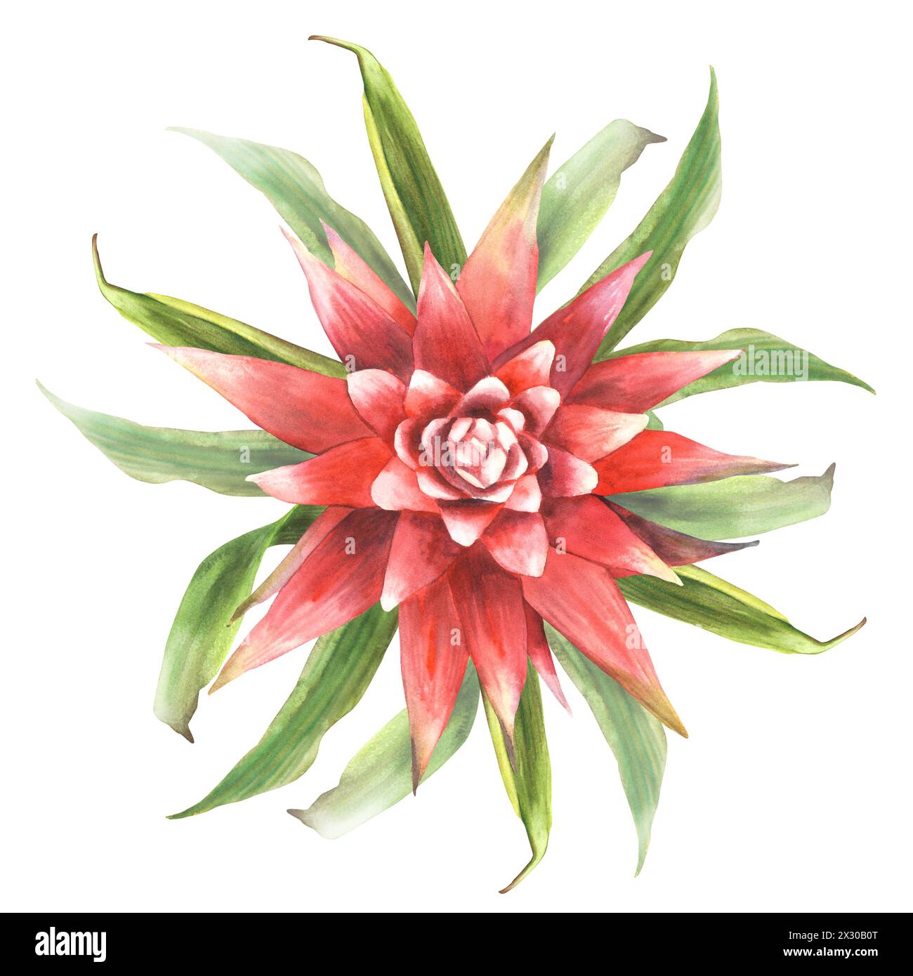 Tropical bromeliad flower, home plant, leaves. House plants exotic red bromeliaceae bud, iungle tropical floral Clipart. Watercolor hand drawn Stock Photo