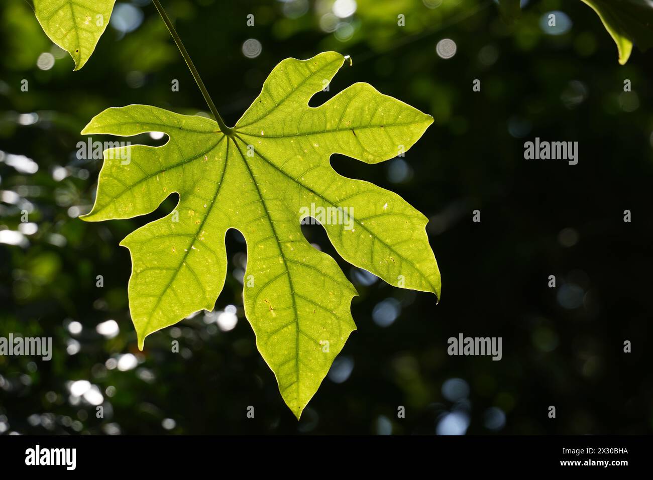 The bigleaf maple during summer Stock Photo