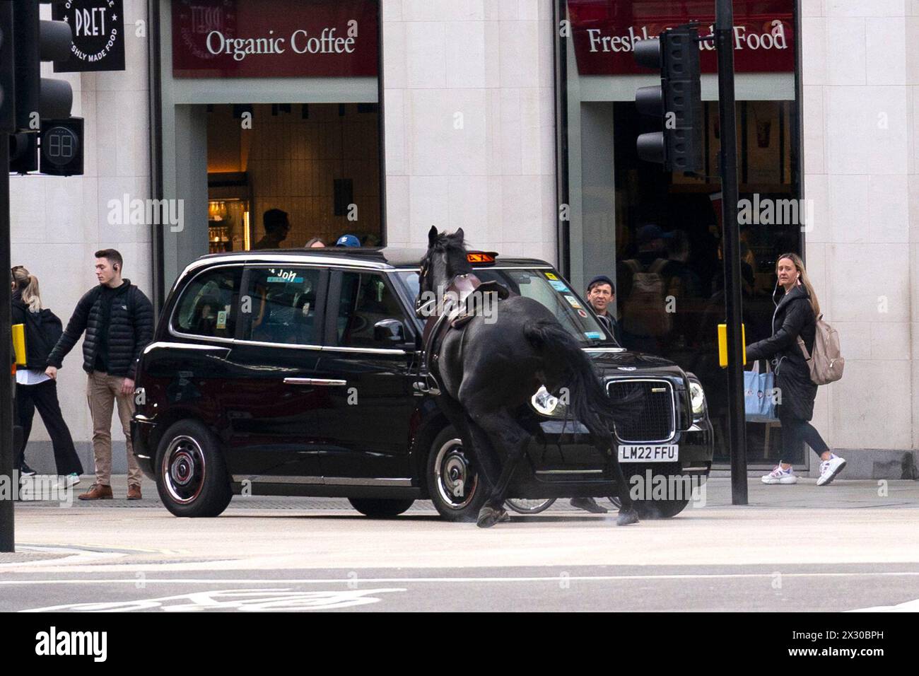 Household Cavalry horses Trojan (Black) and Vida (grey, not pictured) on the loose bolt through the streets of London near Aldwych. Picture date: Wednesday April 24, 2024. Stock Photo