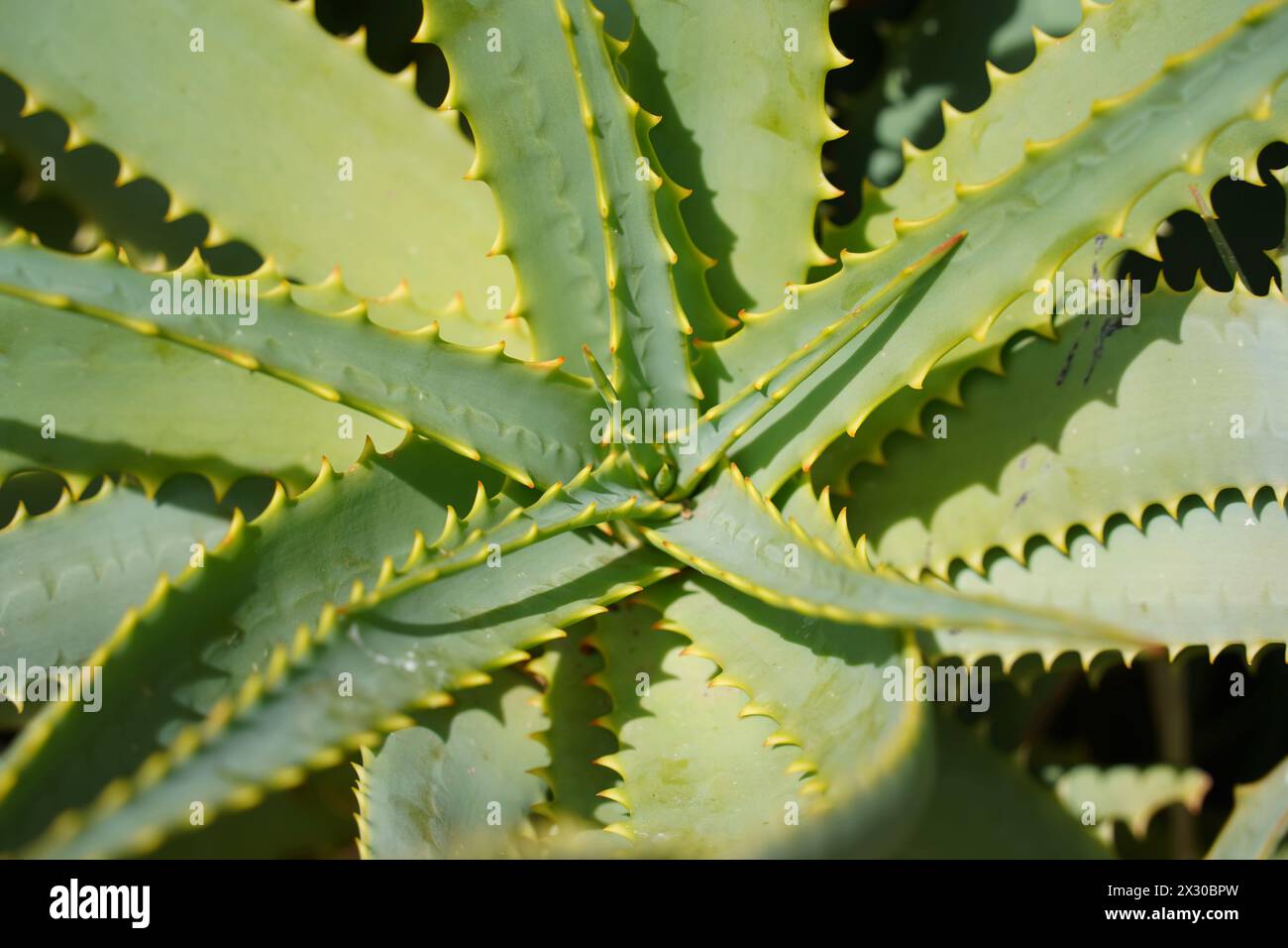 Aloe vera leaves tropical green plants tolerate hot weather during sunny day Stock Photo