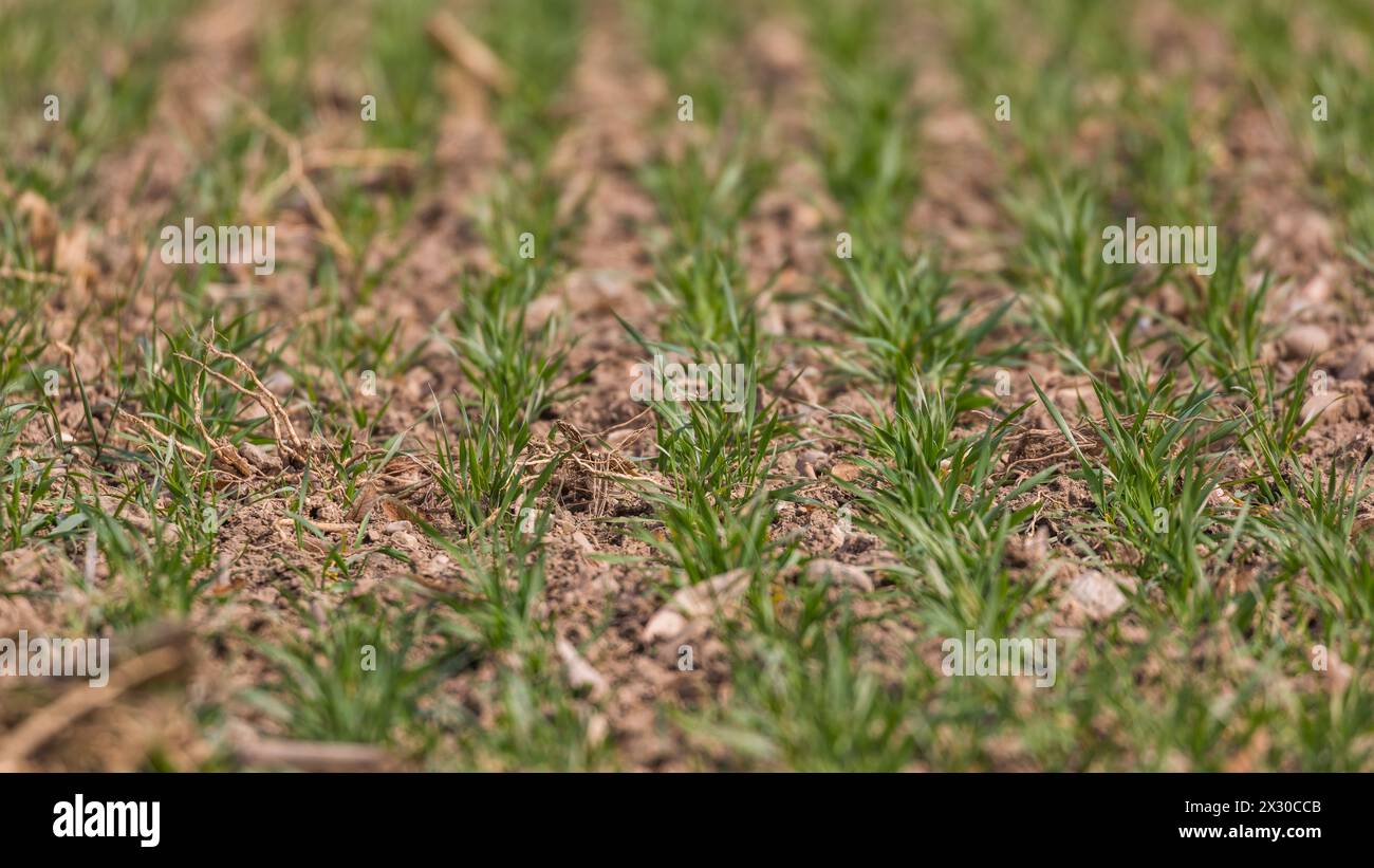 Oberglatt, Schweiz - 21. März 2022: Zwar gibt es noch Wachstum. Doch der Boden ist ausgetrocknet. Seit Wochen hat es nicht mehr geregnet. Stock Photo