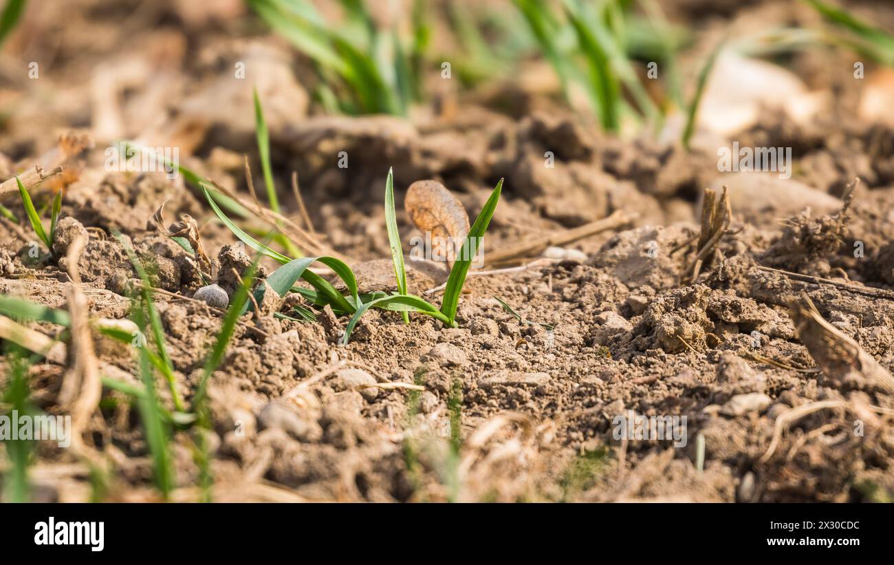 Oberglatt, Schweiz - 21. März 2022: Zwar gibt es noch Wachstum. Doch der Boden ist ausgetrocknet. Seit Wochen hat es nicht mehr geregnet. Stock Photo