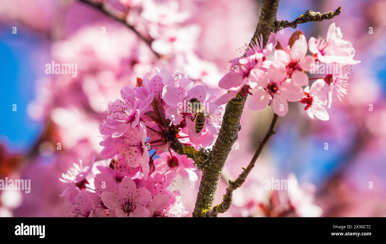Rafz, Schweiz - 27. März 2022: Die japanische Kirschblüte zeigte ihre volle Pracht. Stock Photo
